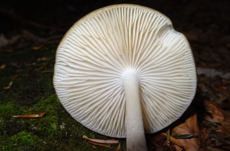 Hymenopellis (Oudemansiella) radicata